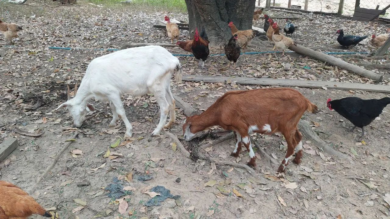 Cabras - Foto 3
