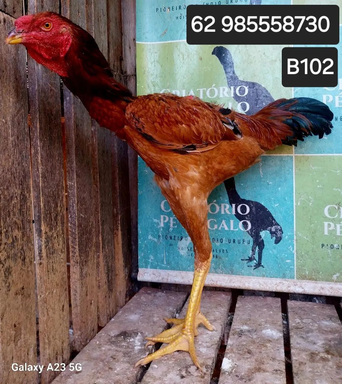 ÍNDIO GIGANTE 