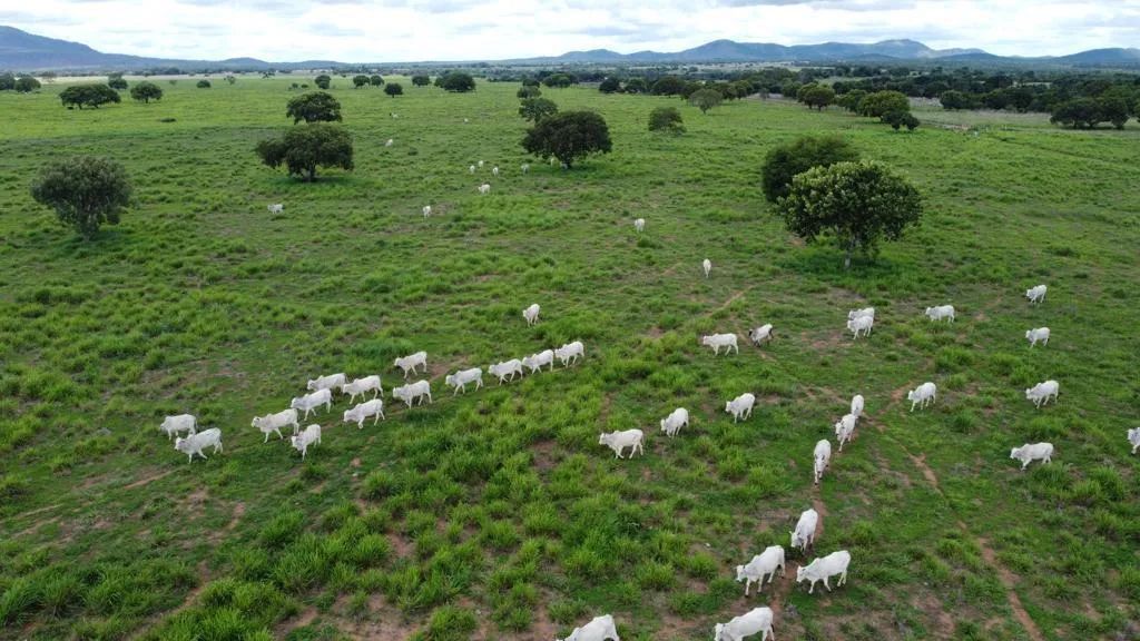 Fazenda para Venda em Aliança do Tocantins, 6 dormitórios