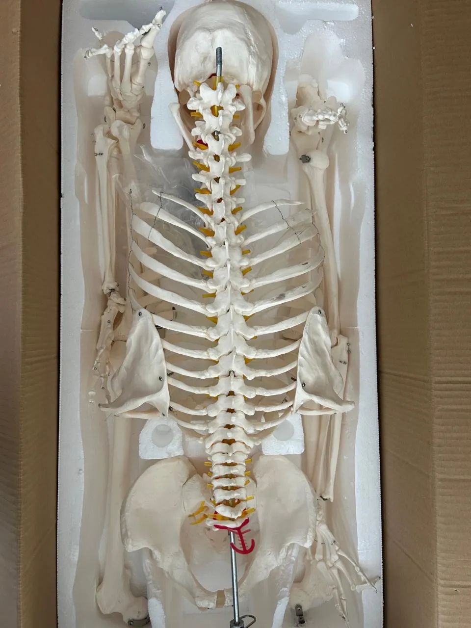 Modelo anatômico completo esqueleto humano