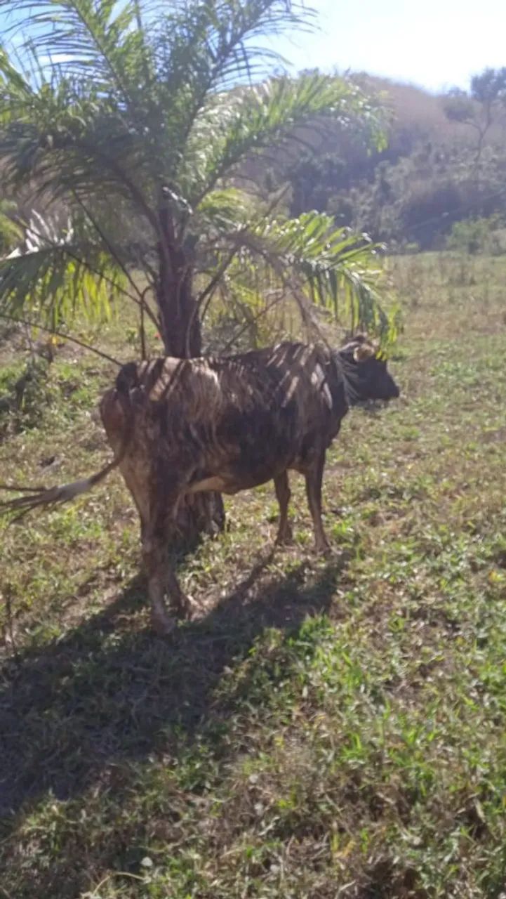 Vendo vaca girlonda jersoladia  8000 cada vaca 