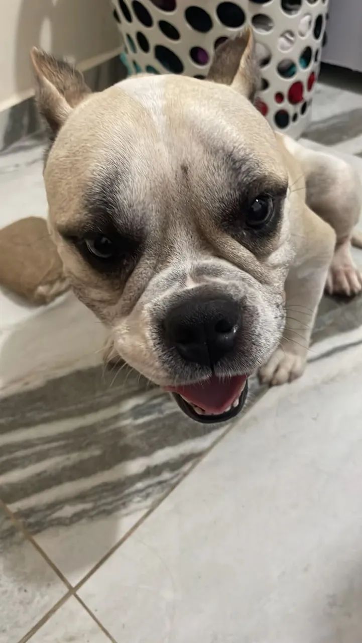 American Bully