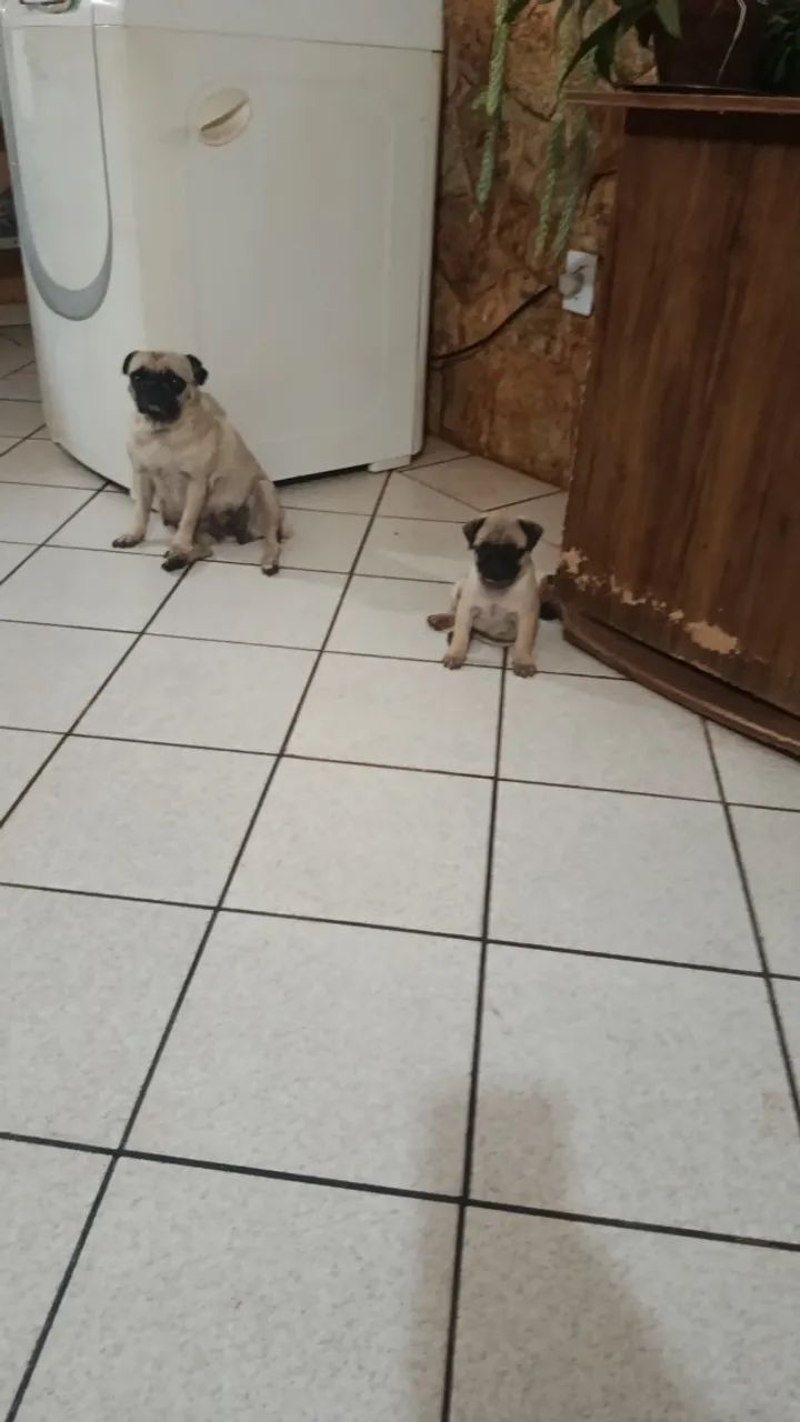 pet