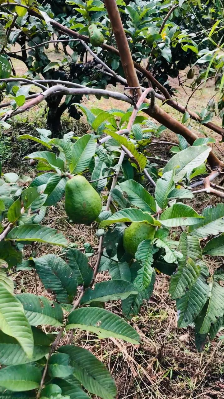 Mini chácara com meia tarefa - Foto 5