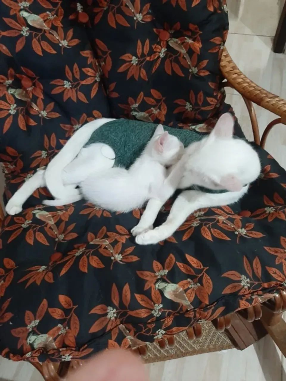 2 Gatinhos Branquinhos Lindos e Saudáveis - Foto 3