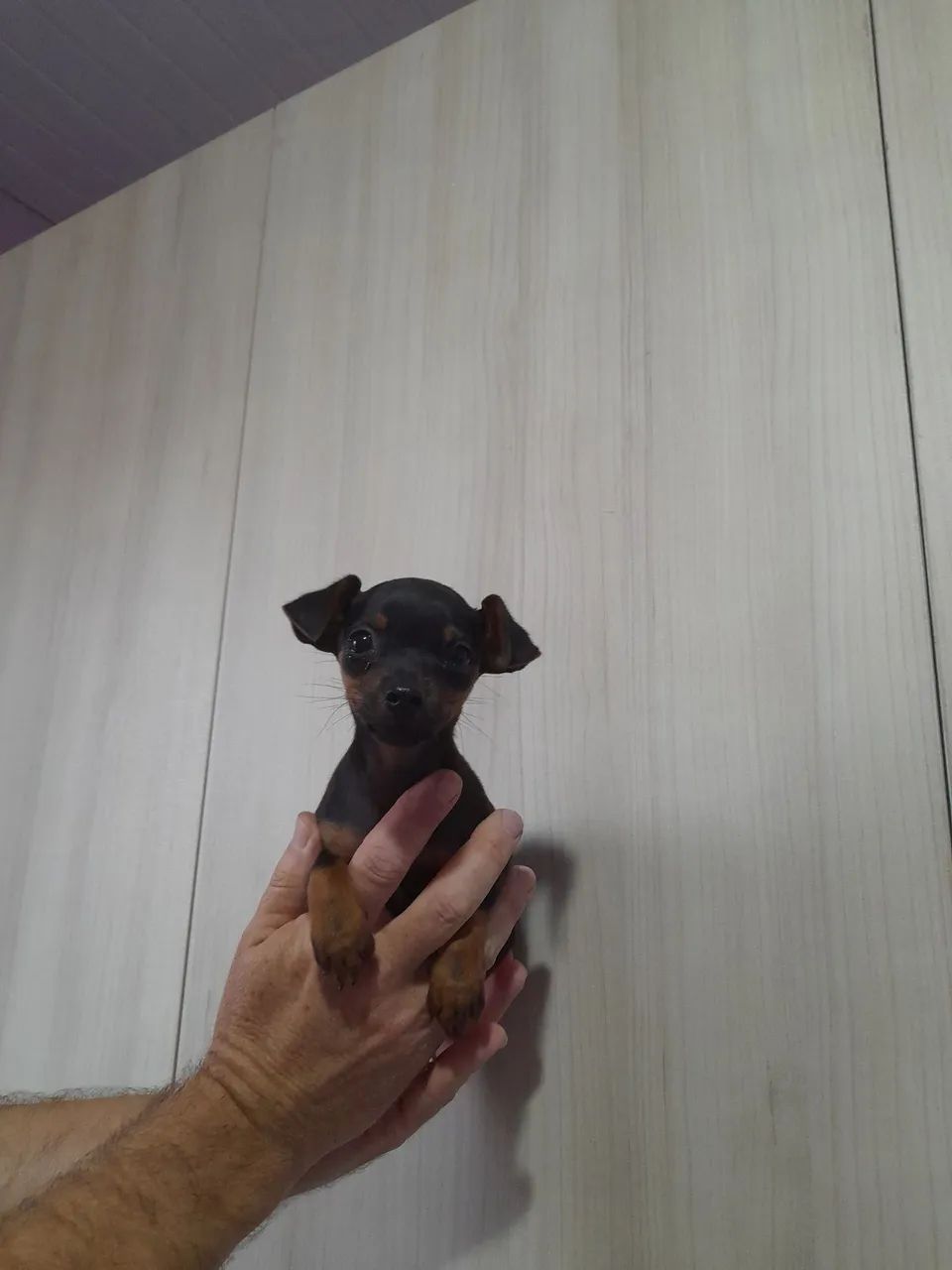 Filhote de pinscher  - Foto 2