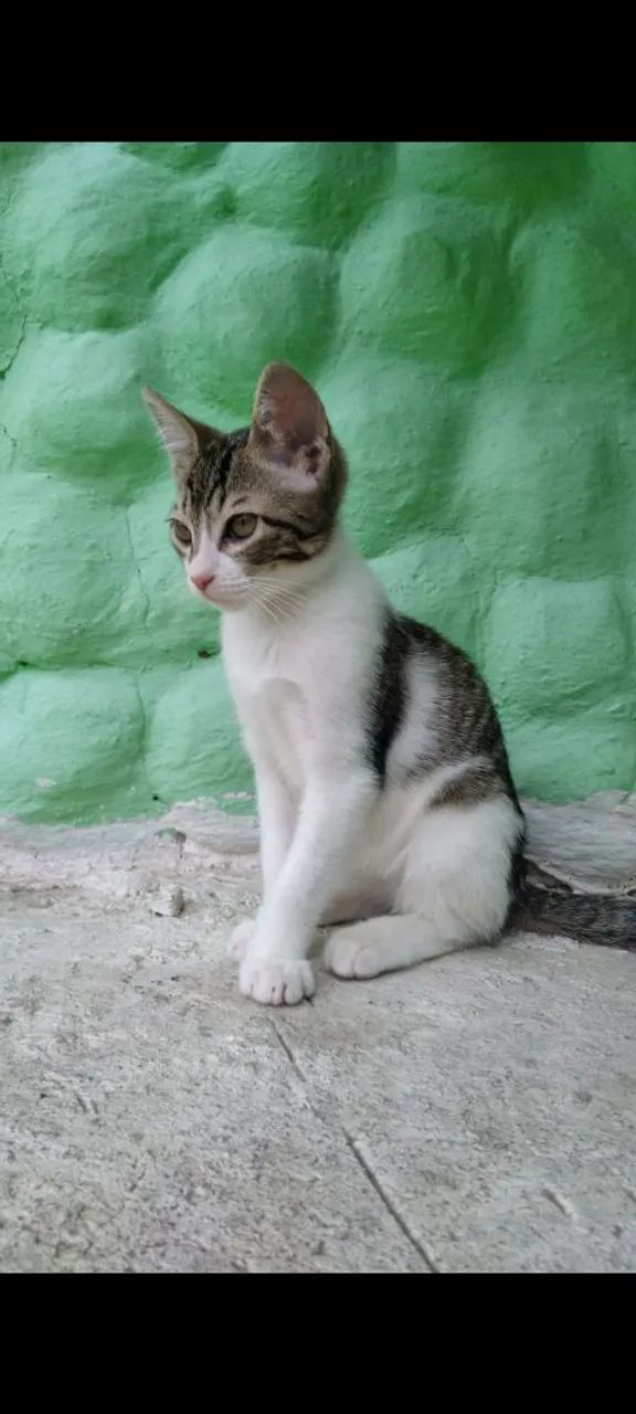 Doa se uma gatinha 