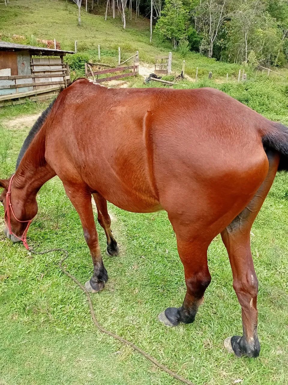 Cavalo marchador