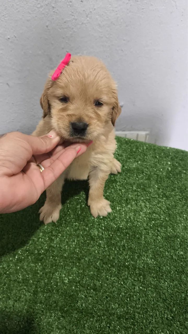 Cães para o dia a dia