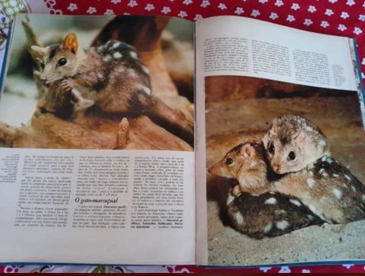 livro grande capa dura ||| volume os animais - Foto 4