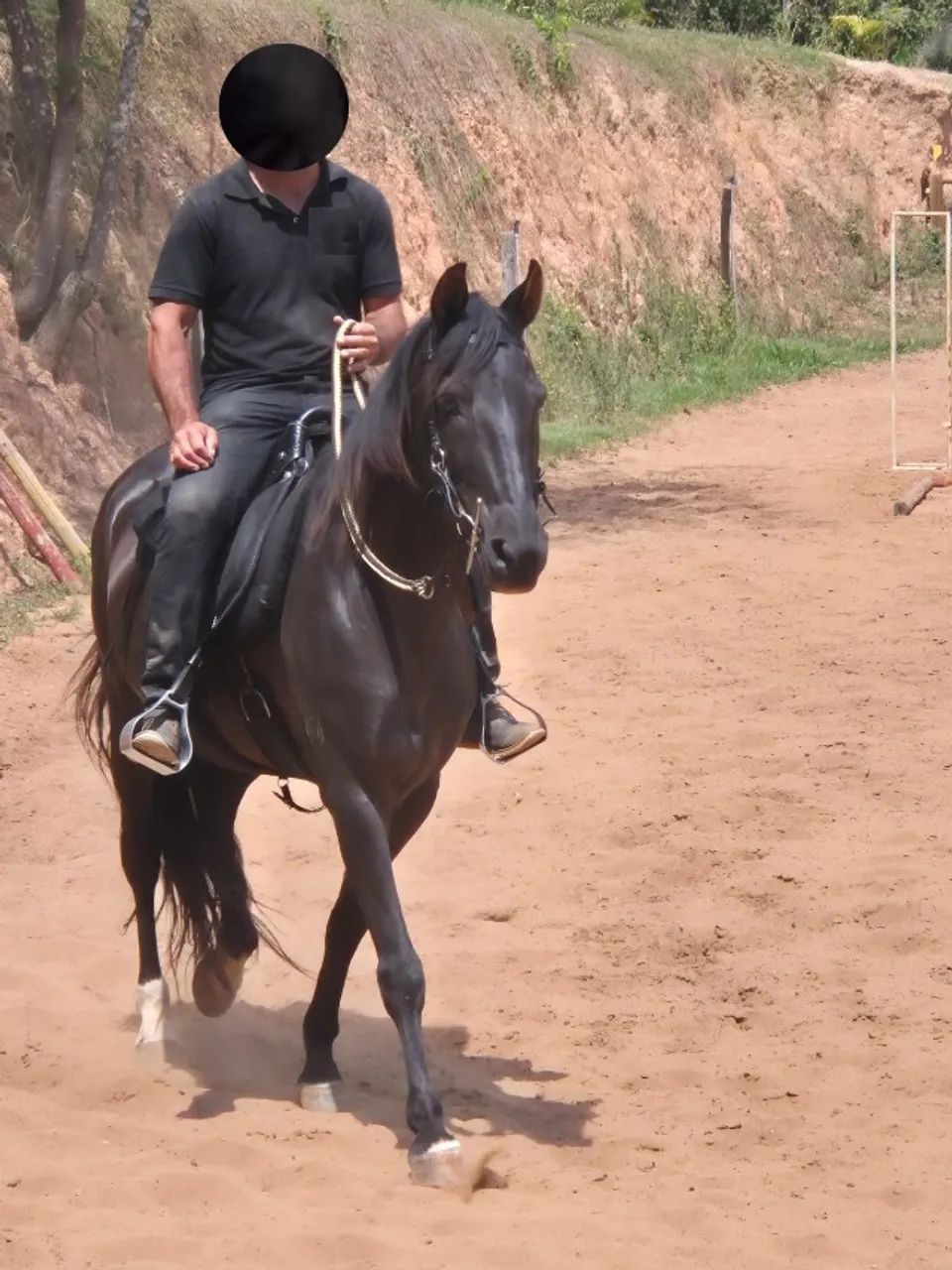 CAVALO CAMPEÃO MANGALARGA MARCHADOR - DAMASCO (10 ANOS - CASTRADO) - Foto 2