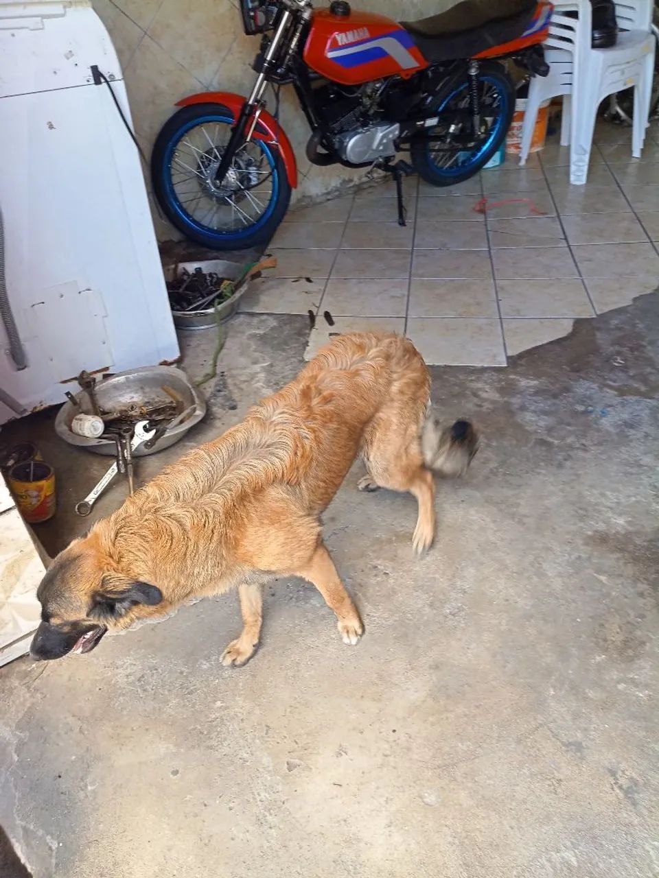 Adoção Responsável de 2 cachorros machos - Foto 3