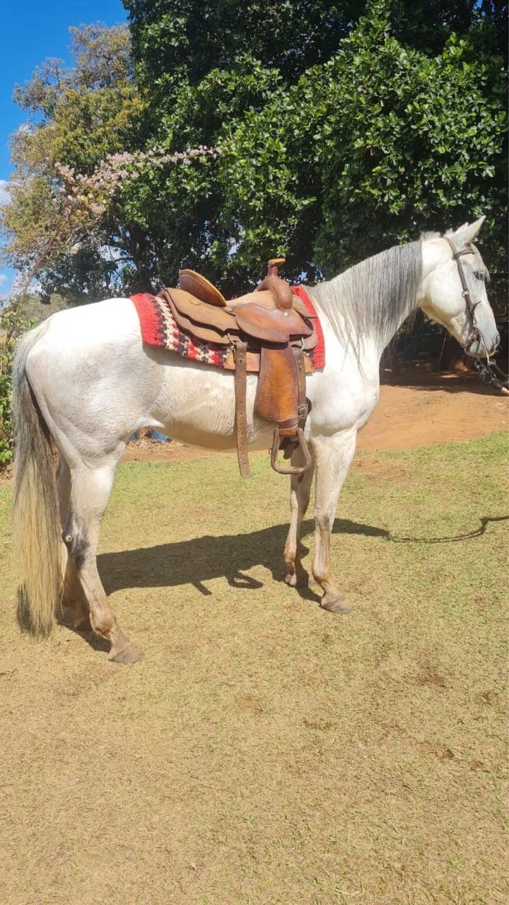 Super oportunidade - Cavalo Quarto de Milha - Foto 2
