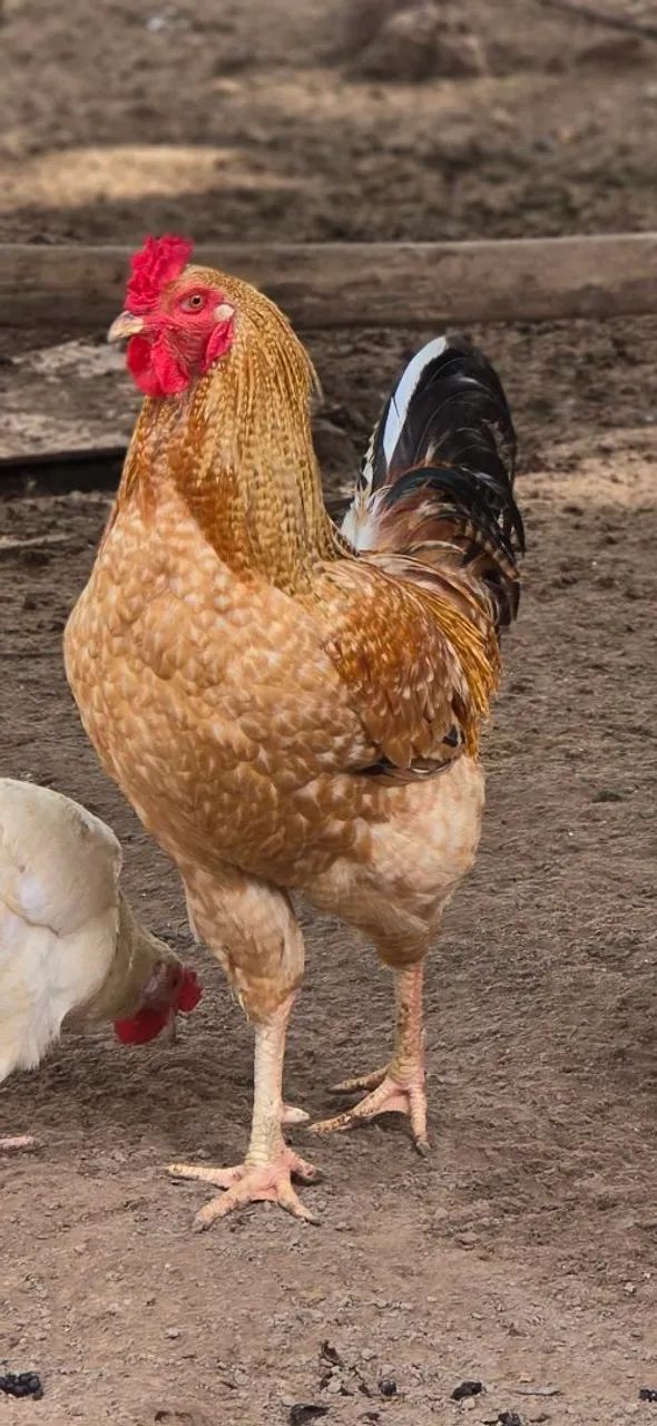 Vende-se Peru e galinha/frango Caipira - Foto 2