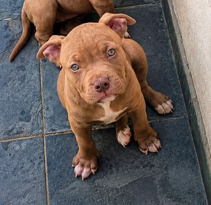 Última monster - Foto 2