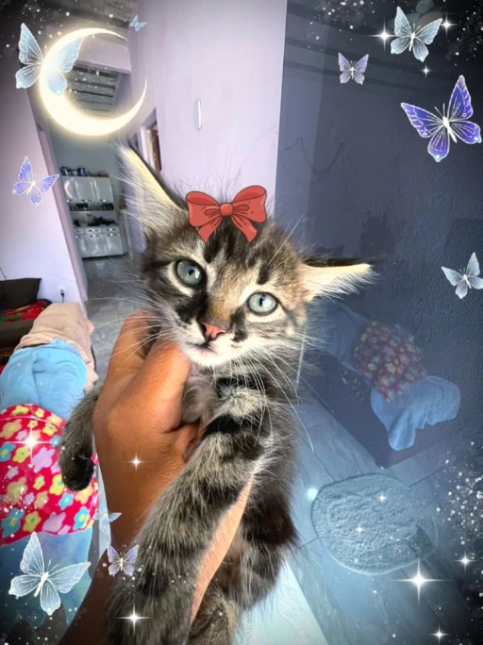 Gatinhos Maine coon - Foto 4