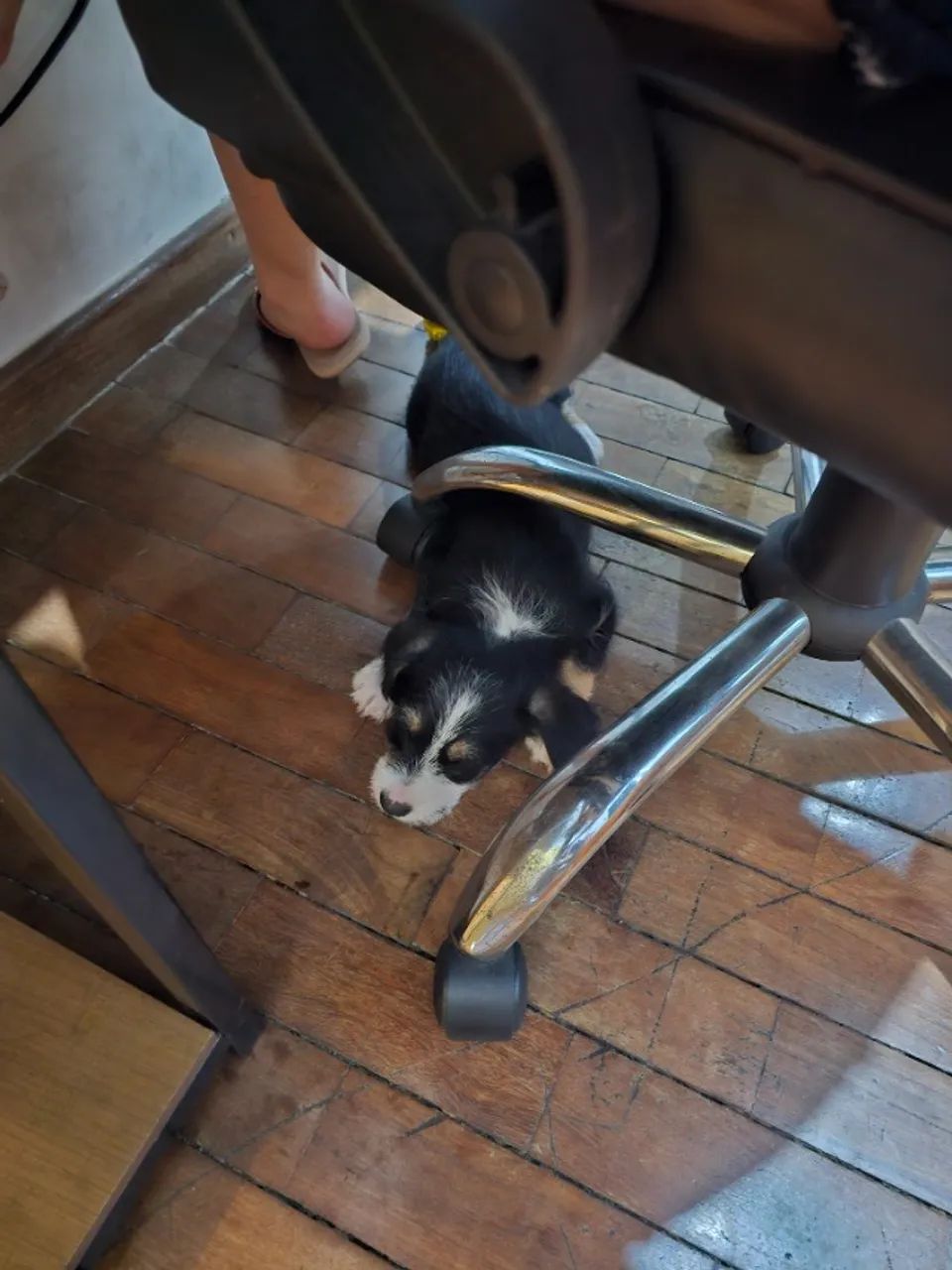 Cachorro  - Foto 4