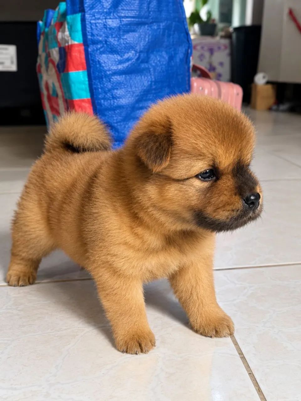 Chow chow  - Foto 2