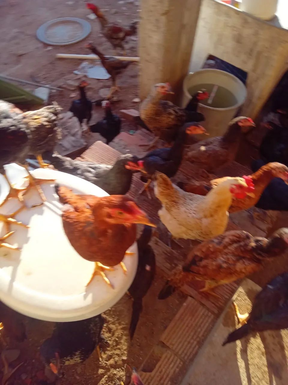 Galinhas e Patos