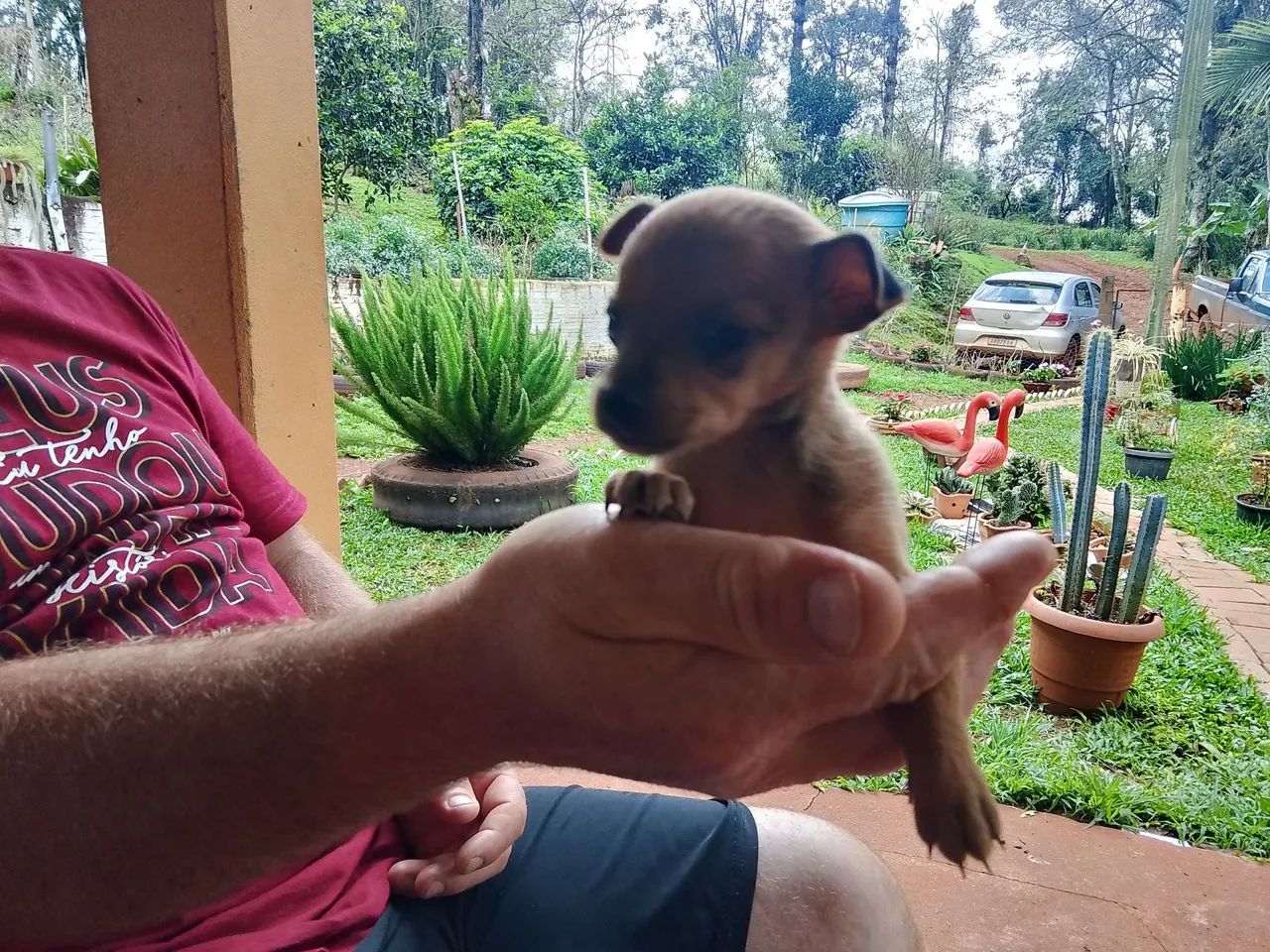 Pinscher macho n1 - Foto 4