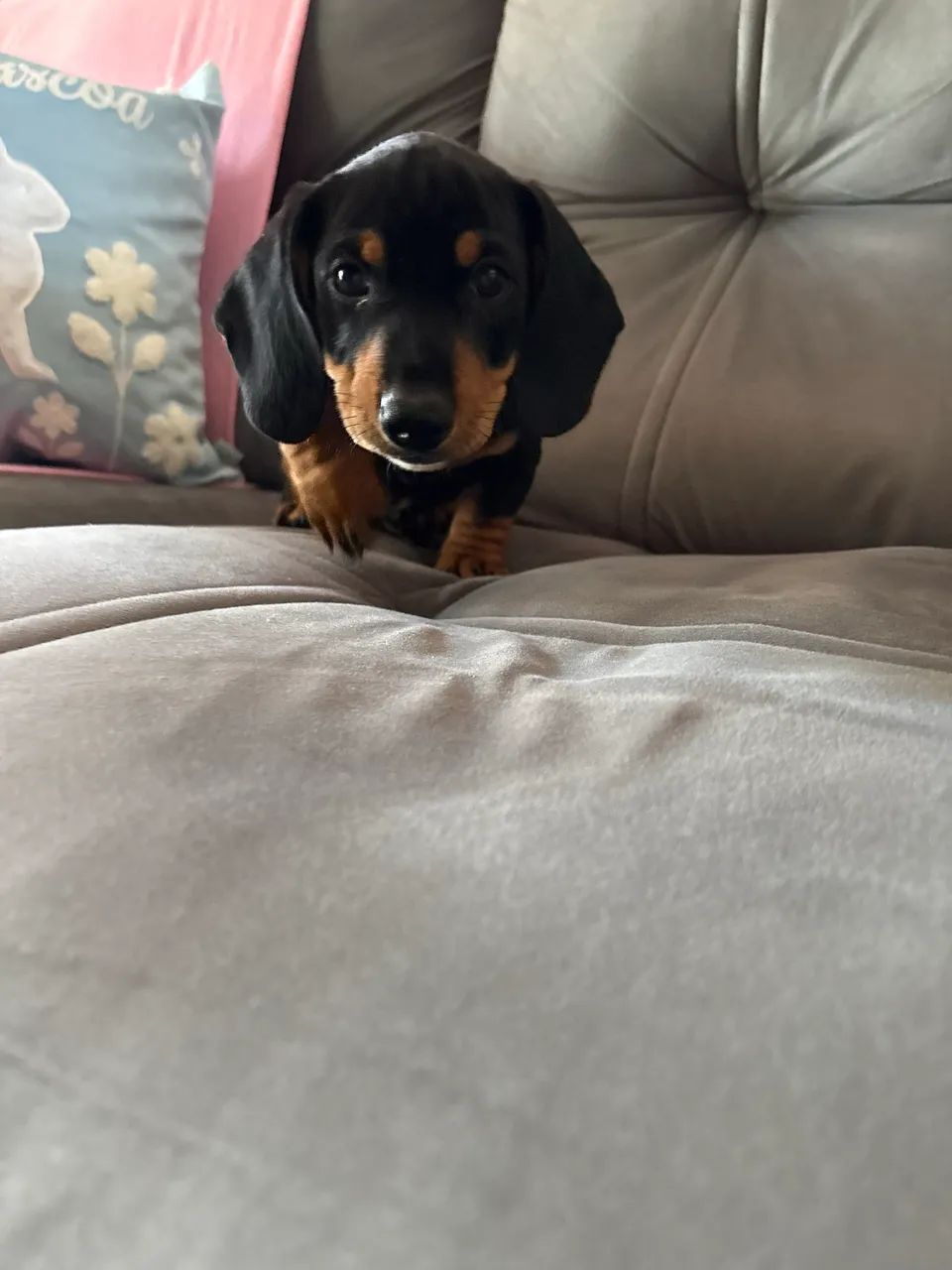 Machinho de linguiçinha - Foto 4