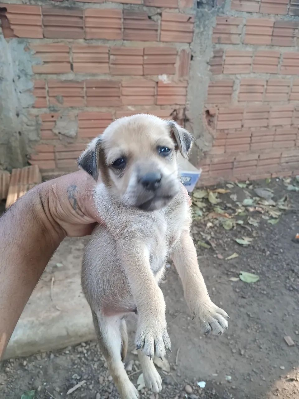 Doação responsável  - Foto 5