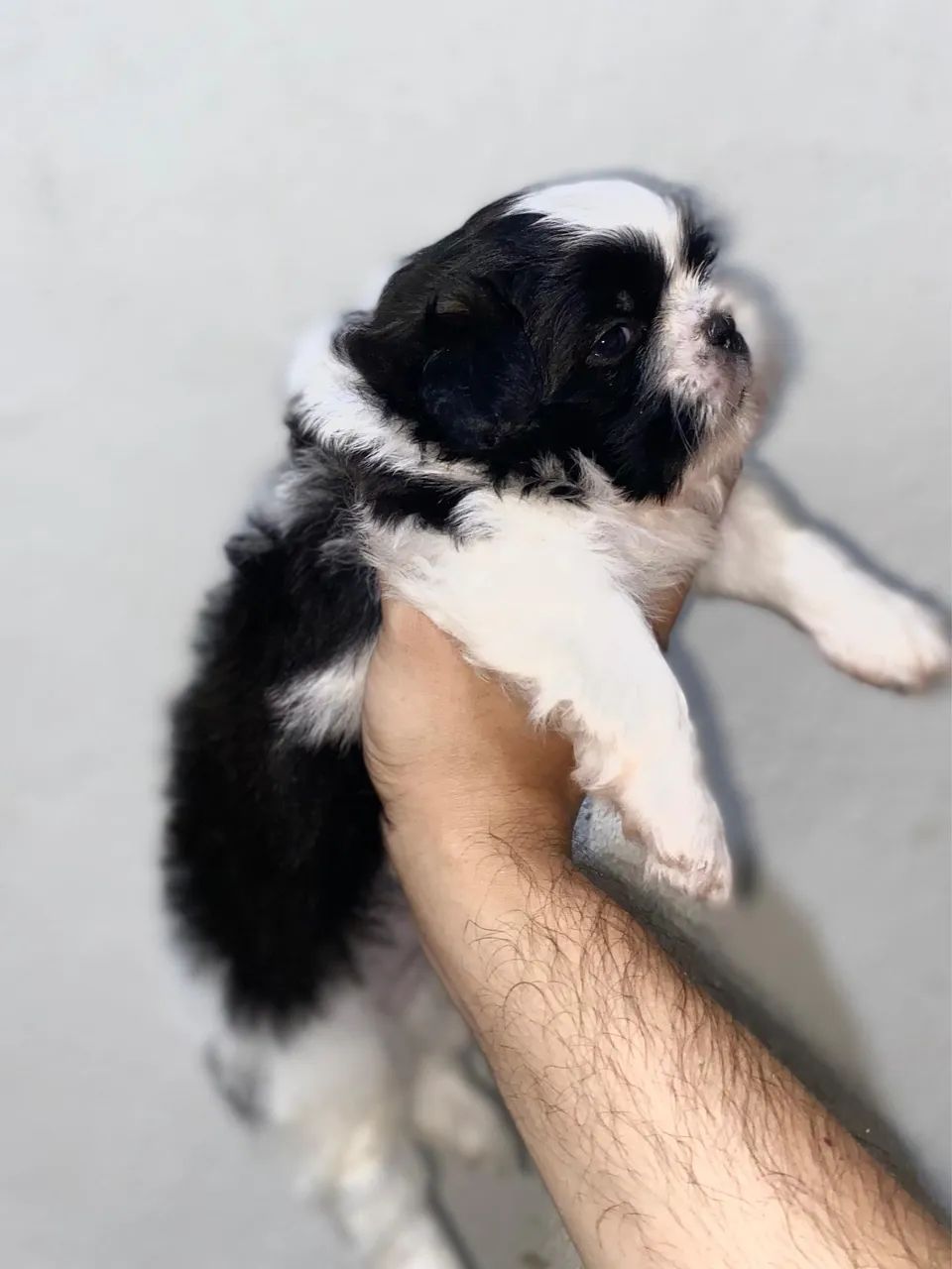 Shih tzu macho à venda - Foto 3
