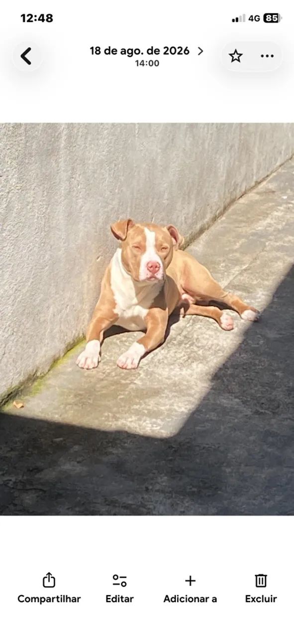 Doa-se Pitbull com 1 ano dócil super bem cuidado 