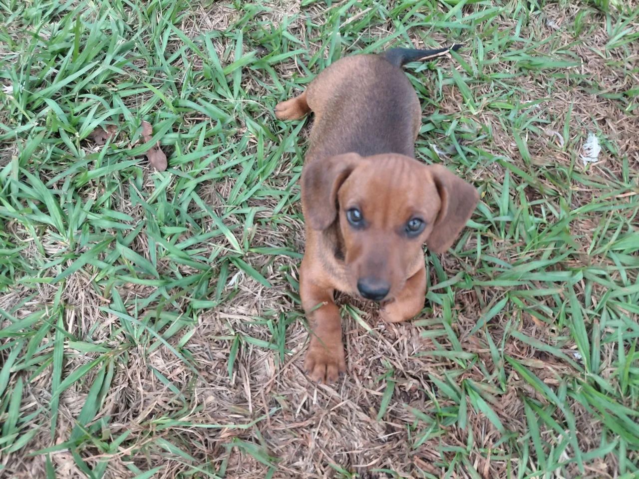 Lindo Filhote Macho de Dachshund(Basset) o Famoso Salsichinha disponível. - Foto 2