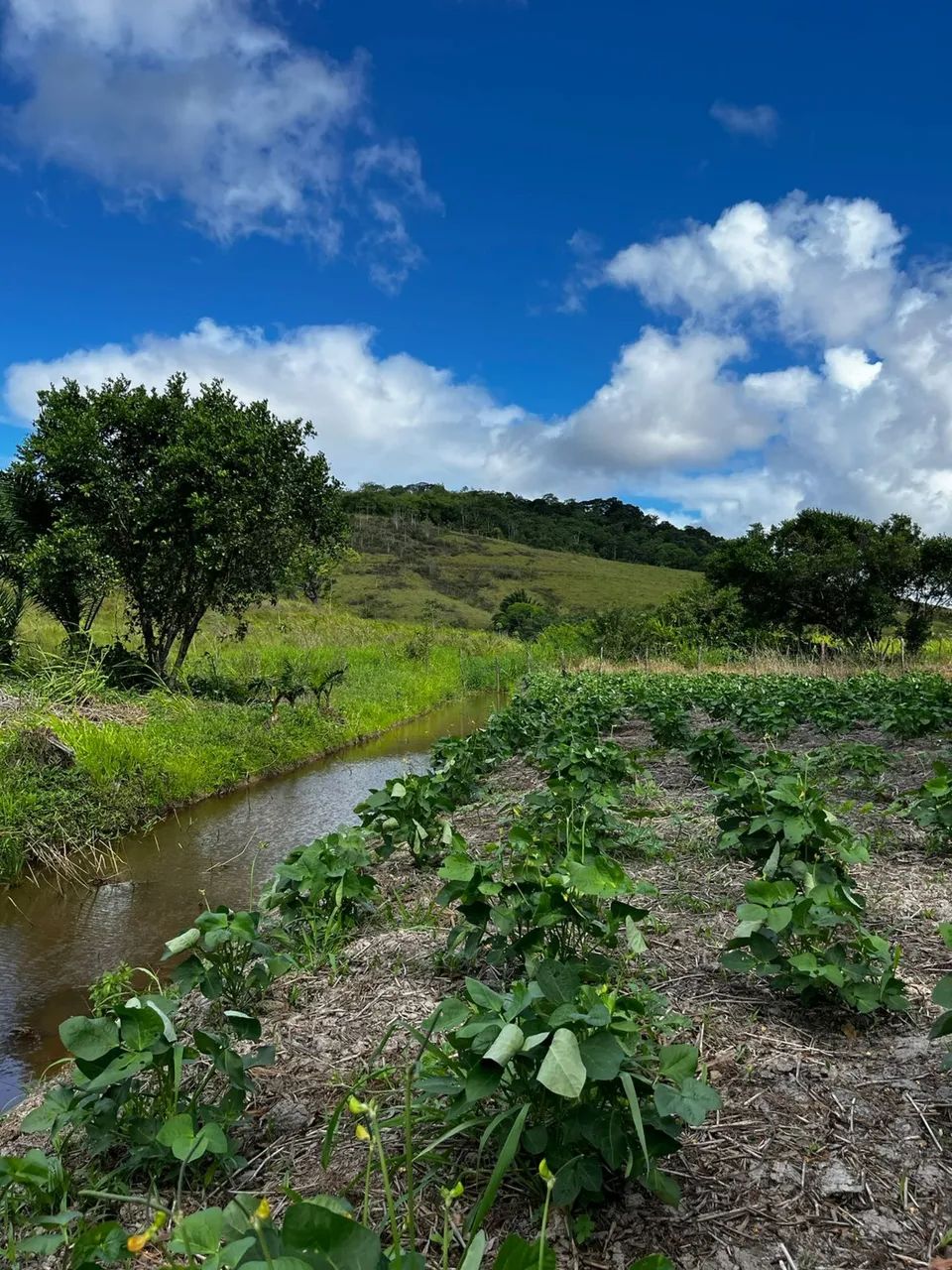 LOTE PARA SÍTIO EM SÃO LUÍS DO QUITUNDE  - Foto 2