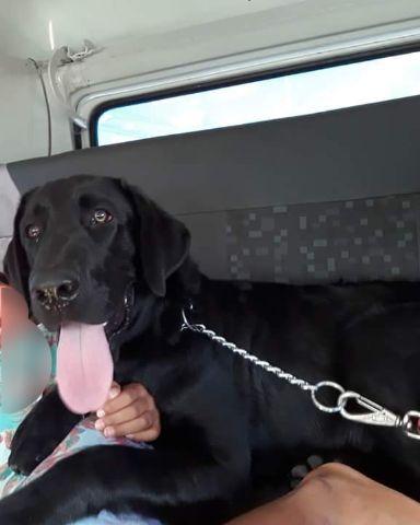 Labrador
