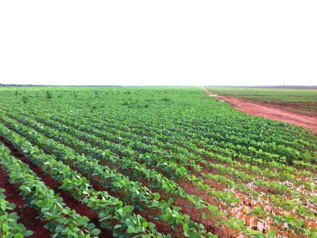 Fazenda 873 ha S.J. Rio Claro MT - Foto 9