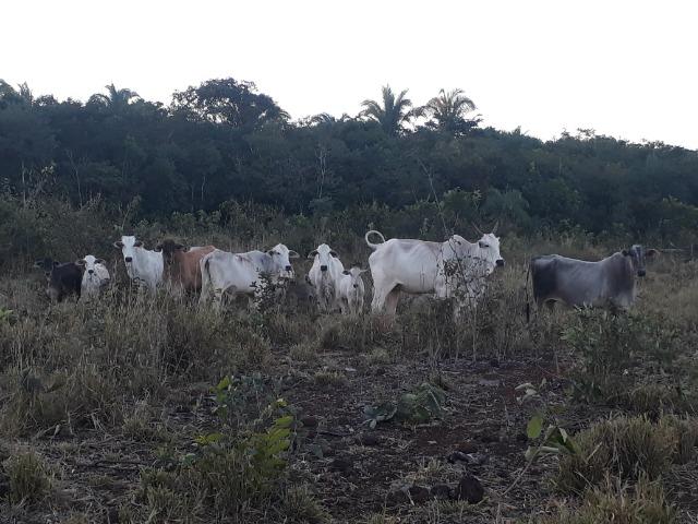 Chácara muito boa a 9 km de Acorizal - Foto 2