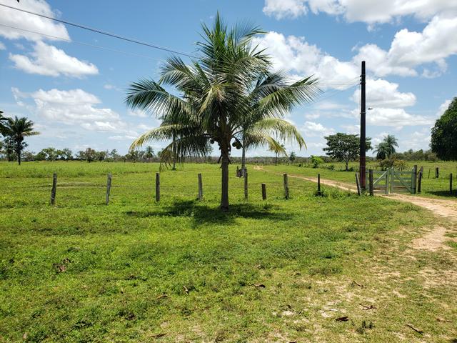 Fazenda, soja e pecuária - Foto 6