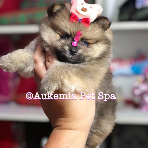 Spitz fêmea laranja visite nossa loja perfeição gaúcha