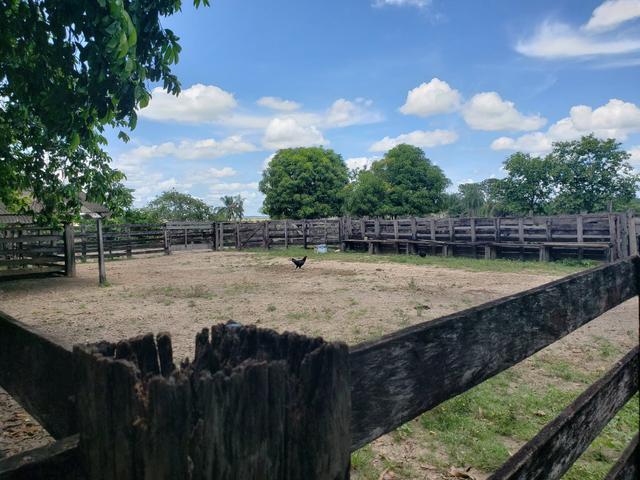 Fazenda, soja e pecuária - Foto 7
