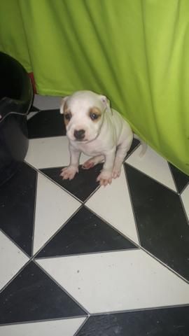 Cachorro pitbull - Foto 3