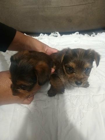 Lindos filhotes de yorkshire