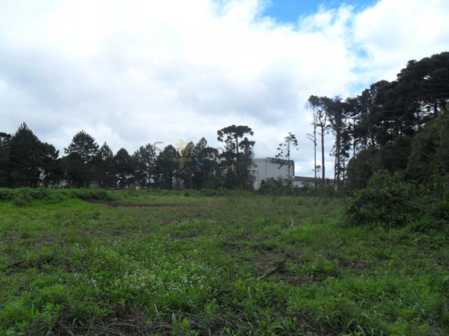 Terreno, Roseira, São José dos Pinhais-PR - Foto 6