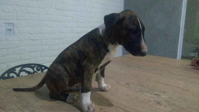 Filhote de Bull terrier - Foto 3