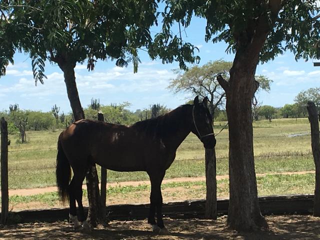 Vendo potro de 1 ano e 11 meses, ótimo de marcha picada