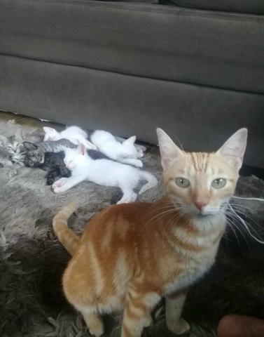 Doação De Filhotes De Gato