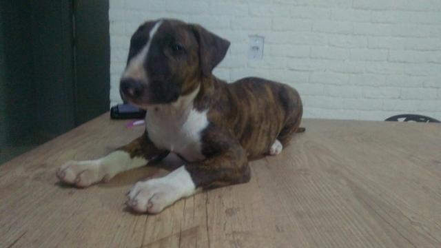 Filhote de Bull terrier