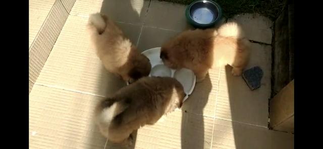 Chow chow - Foto 5