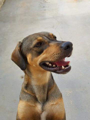 Adoção Responsável!!! - Foto 5