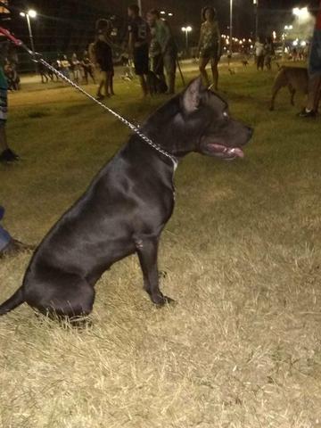 Filhotes de Pitbull - Foto 5