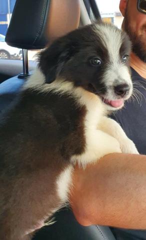 Filhote de Border Collie - Foto 4