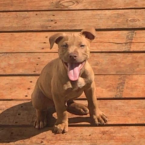 Filhotes de Pitbull - Foto 3