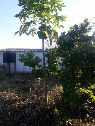 Vende-se lote 2km de ipabinha