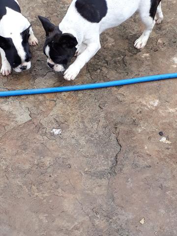 Filhotes de buldogue francês - Foto 2